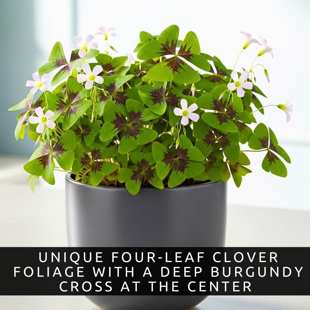 Iron Cross Shamrock Bulbs – 20 Organic Bulbs for -Round Indoor/Outdoor Color