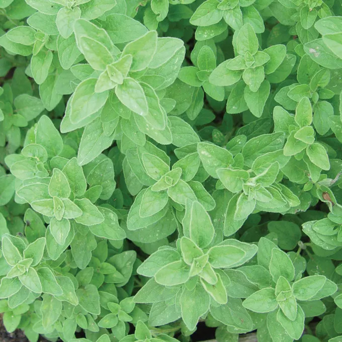 Organic Italian Oregano Seeds – non gmo