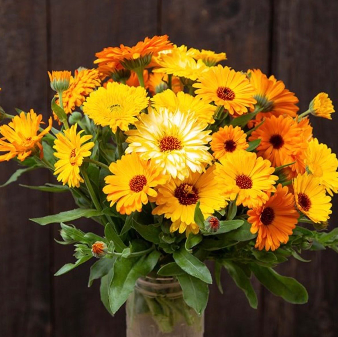 Calendula Pacific Beauty Mix | Fresh Flower Seeds | Pot Marigold, Non-GMO 🇺🇸