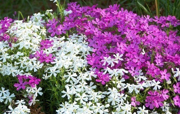 Phlox Seeds, Mountain Phlox, Annual Flower, Wildflower Seed, Heirloom Phlox 75ct