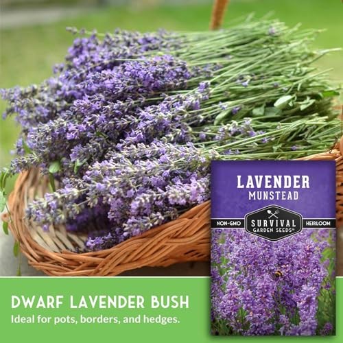Munstead English Lavender Seeds for Planting – Compact Dwarf Hardy Perennial 1