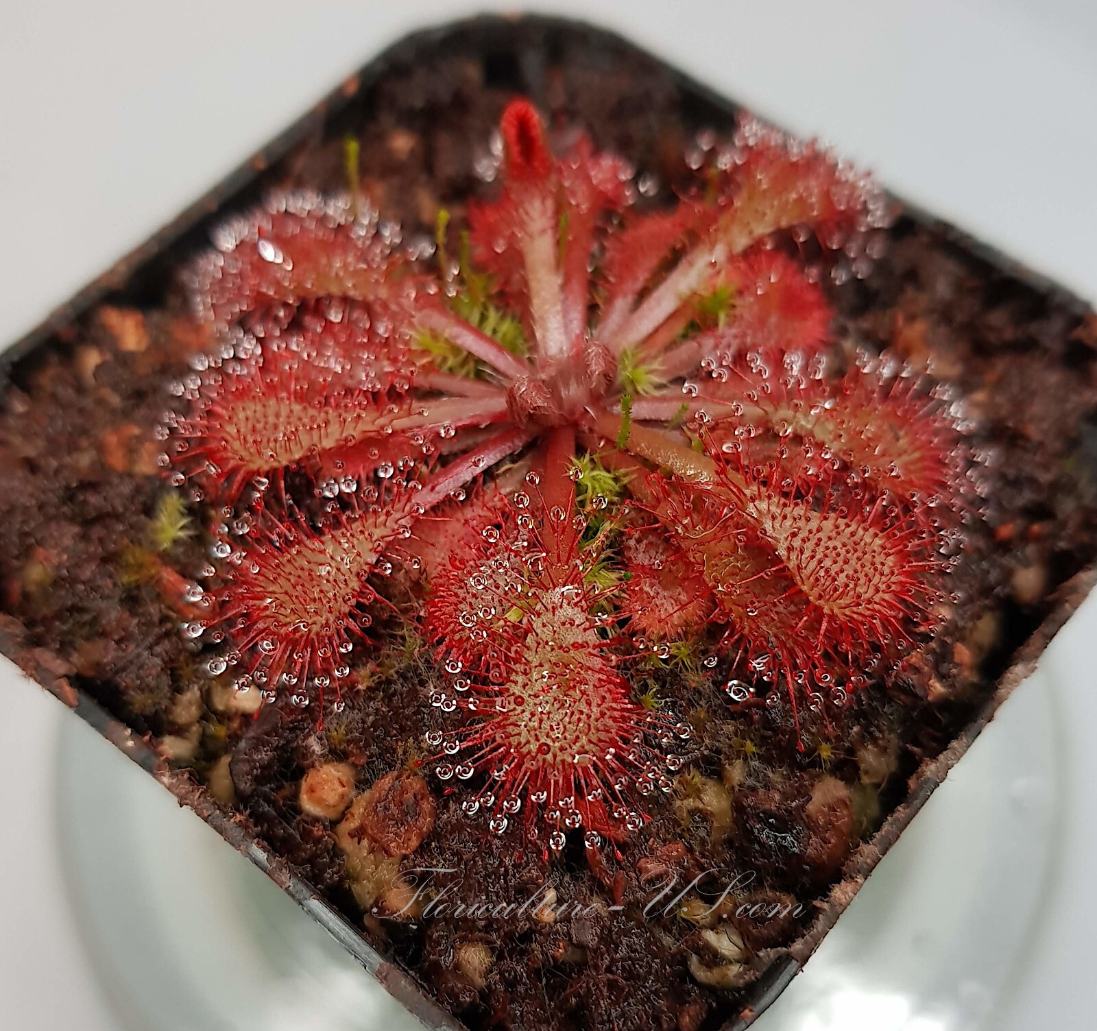20+ Seeds, Drosera Spatulata, Sundew