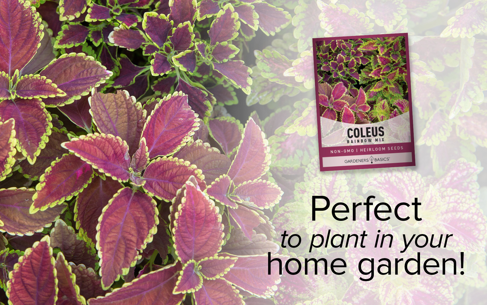 Rainbow Mix Coleus Seeds