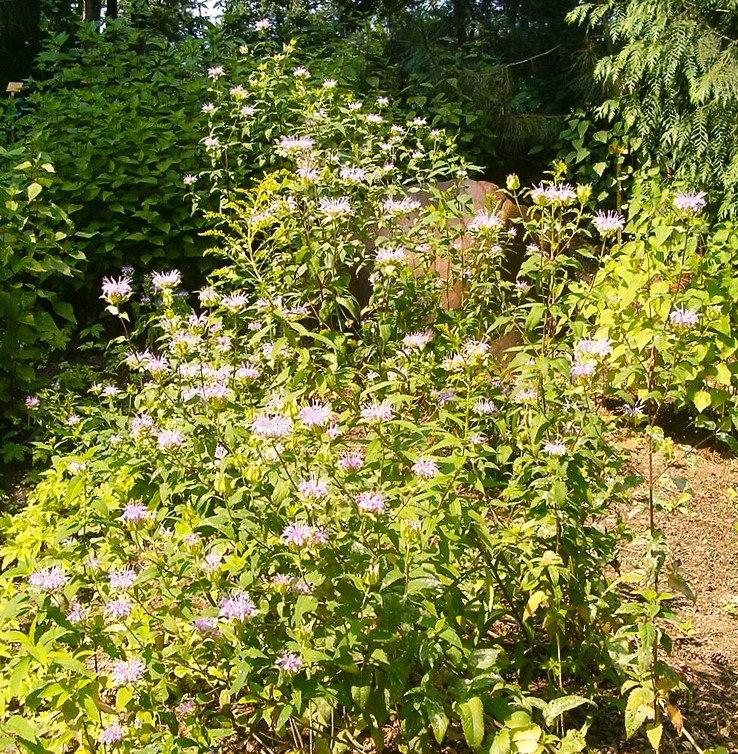 Bee Balm (Wild Bergamot) Seeds – For 2025 Planting Pollinator Magnet Sweet