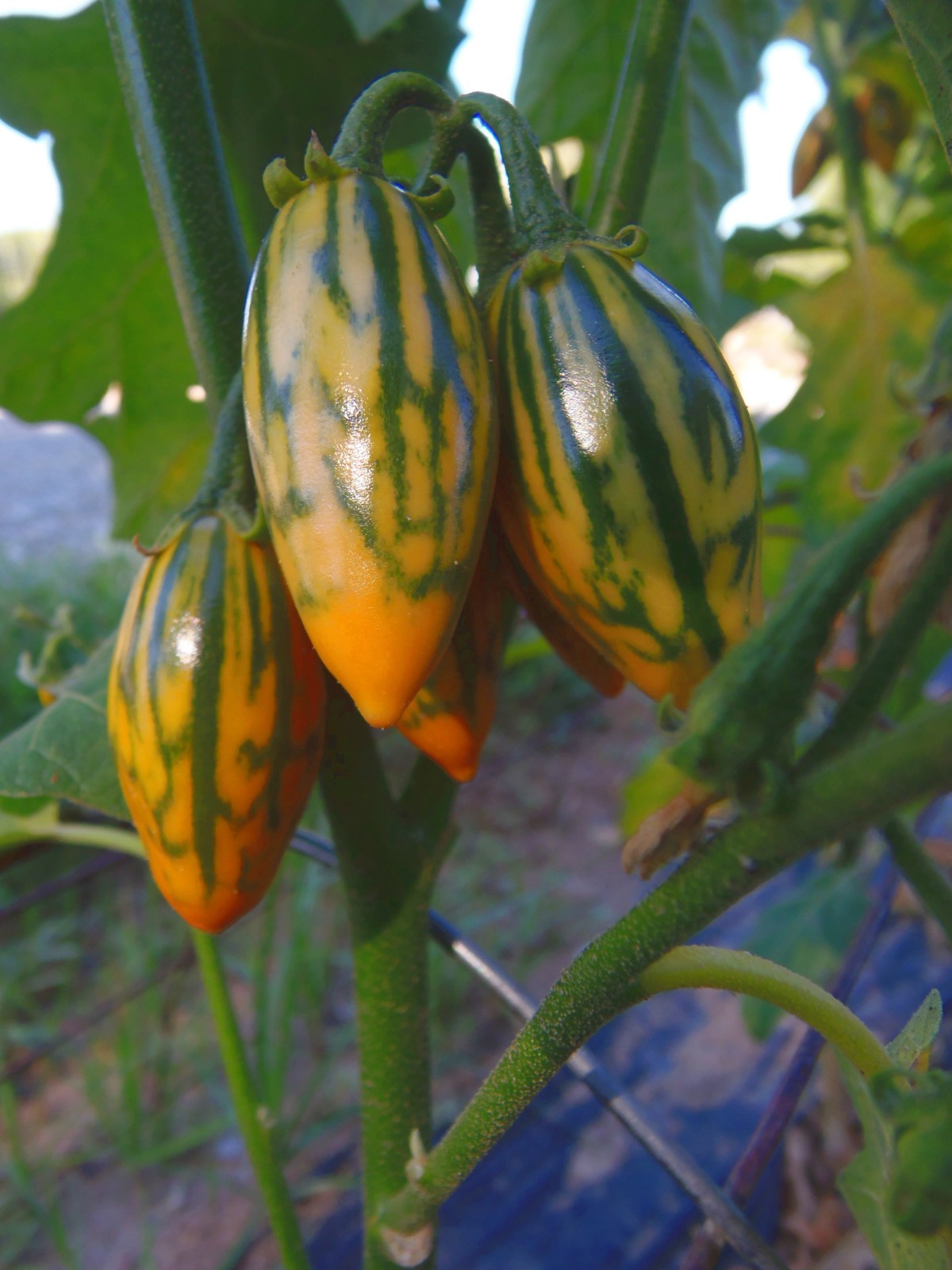 Toga Striped Eggplant – edible ornamental