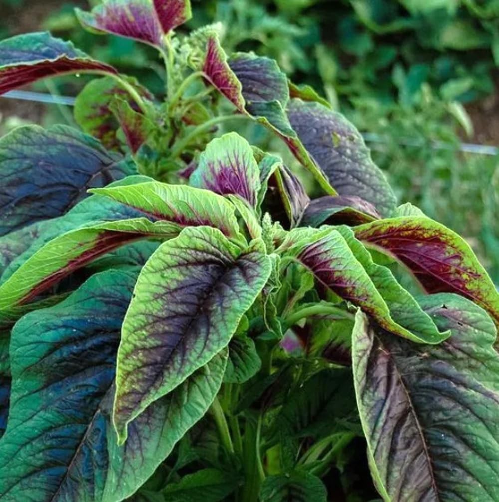 500PCS Red Green Amaranth Spinach Seeds Amaranthus Tricolor Asian Vegetable S…