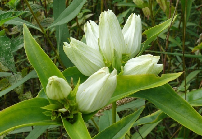 50+ FLAVIDA RARE CREAM GENTIAN FLOWER SEEDS / GENTIANA / SHADE PERENNIAL