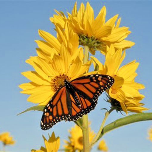 100+MAXIMILIAN Prairie SUNFLOWER Seeds Native Wildflower Heat Cold Drought Fence
