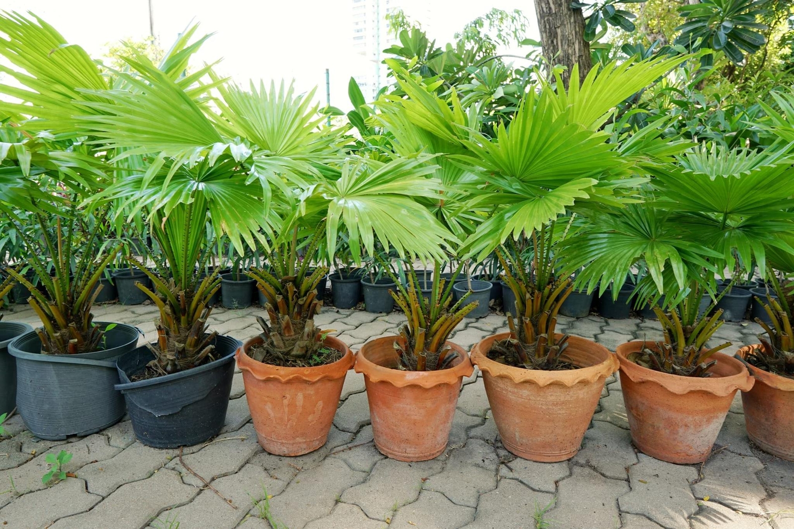 Palmetto Tree Seeds for Planting – 10 Seeds – Sabal Palmetto