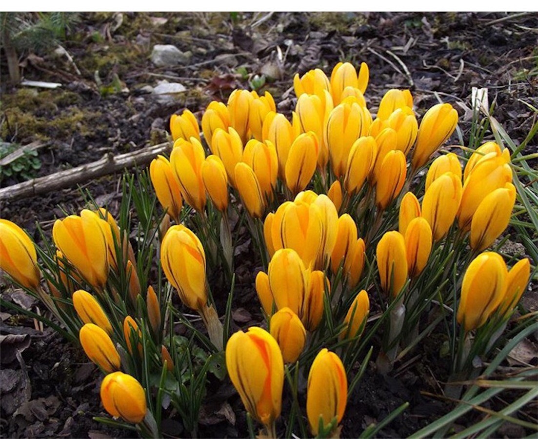 20 SEEDS CROCUS for germination perennial saffron flower exotic garden bed plant