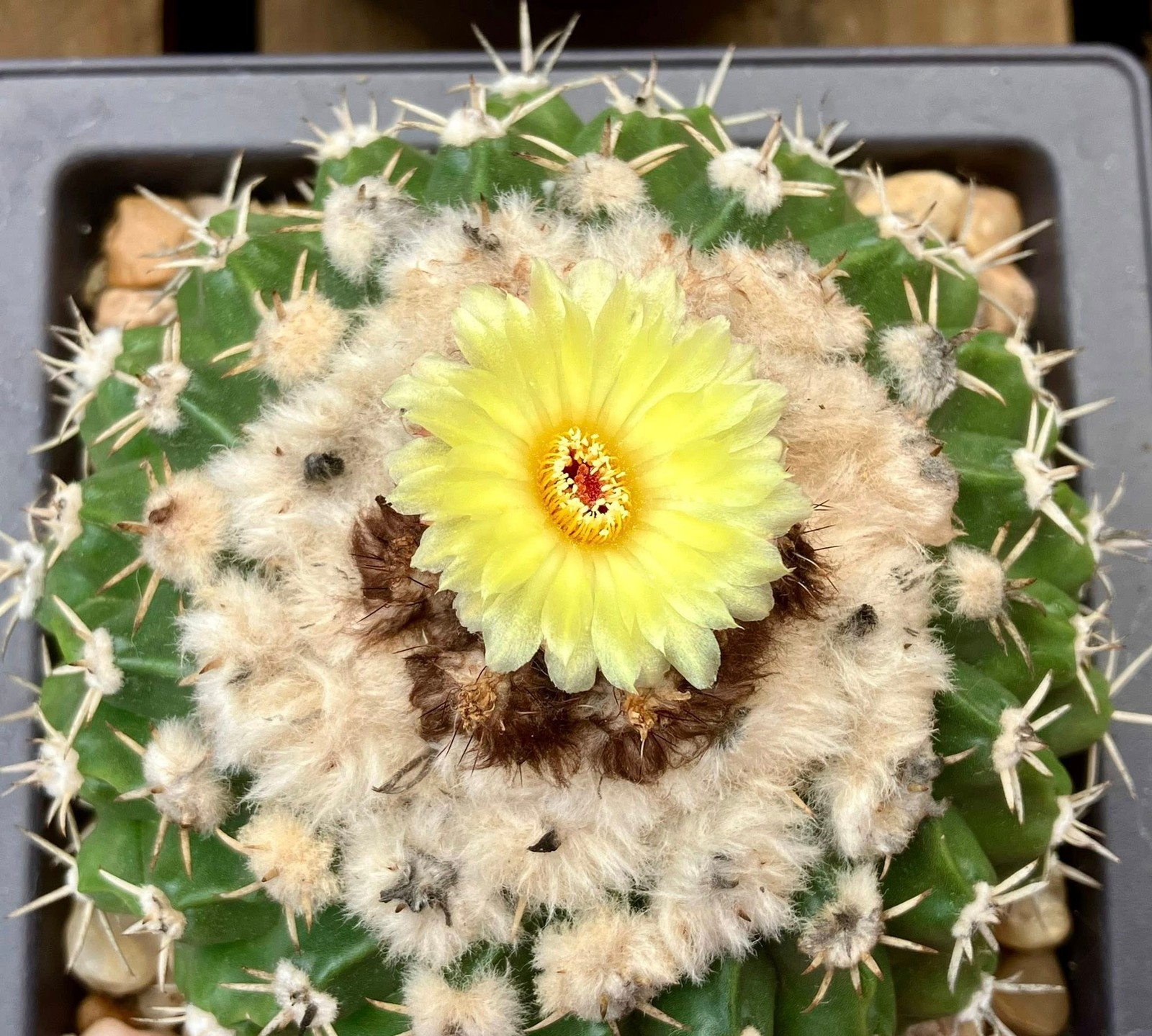 Seed- Parodia erinacea ‘cephalophorus’ 25-50+ seeds (2025)