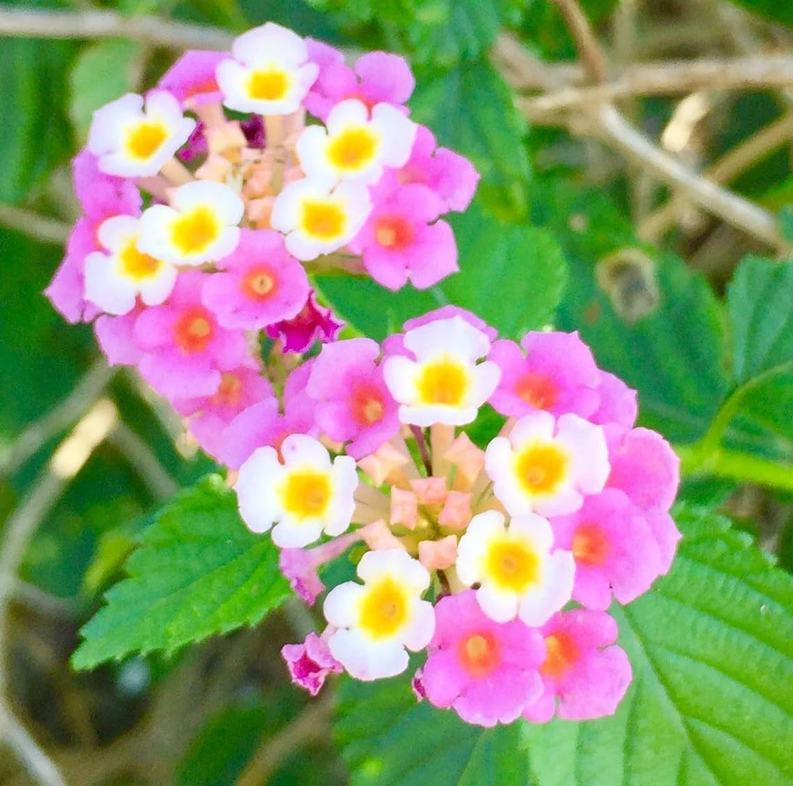300+ Lantana Flower Seeds for Planting,Perennial Mix Lantana Camara Flowers Seed