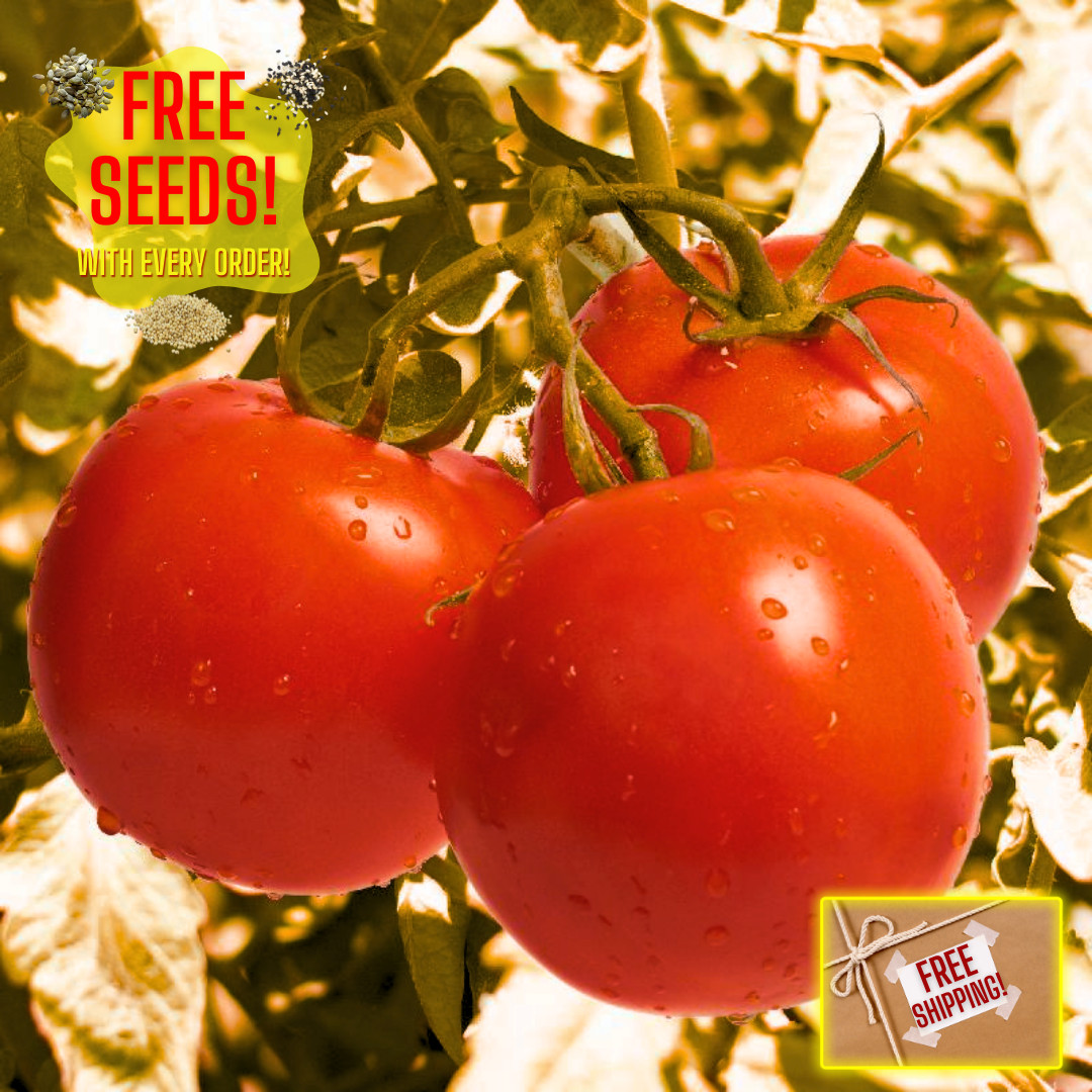Fresh Premium Ace 55 Tomato Seeds | Juicy | Heirloom Non-GMO | Vegetable Seeds