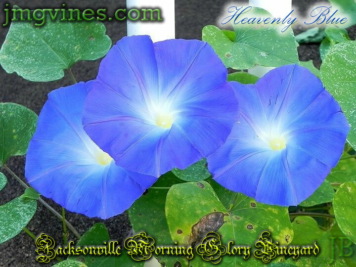 Clarke’s Heavenly Blue Ipomoea Tricolor Morning Glory 8 Seeds