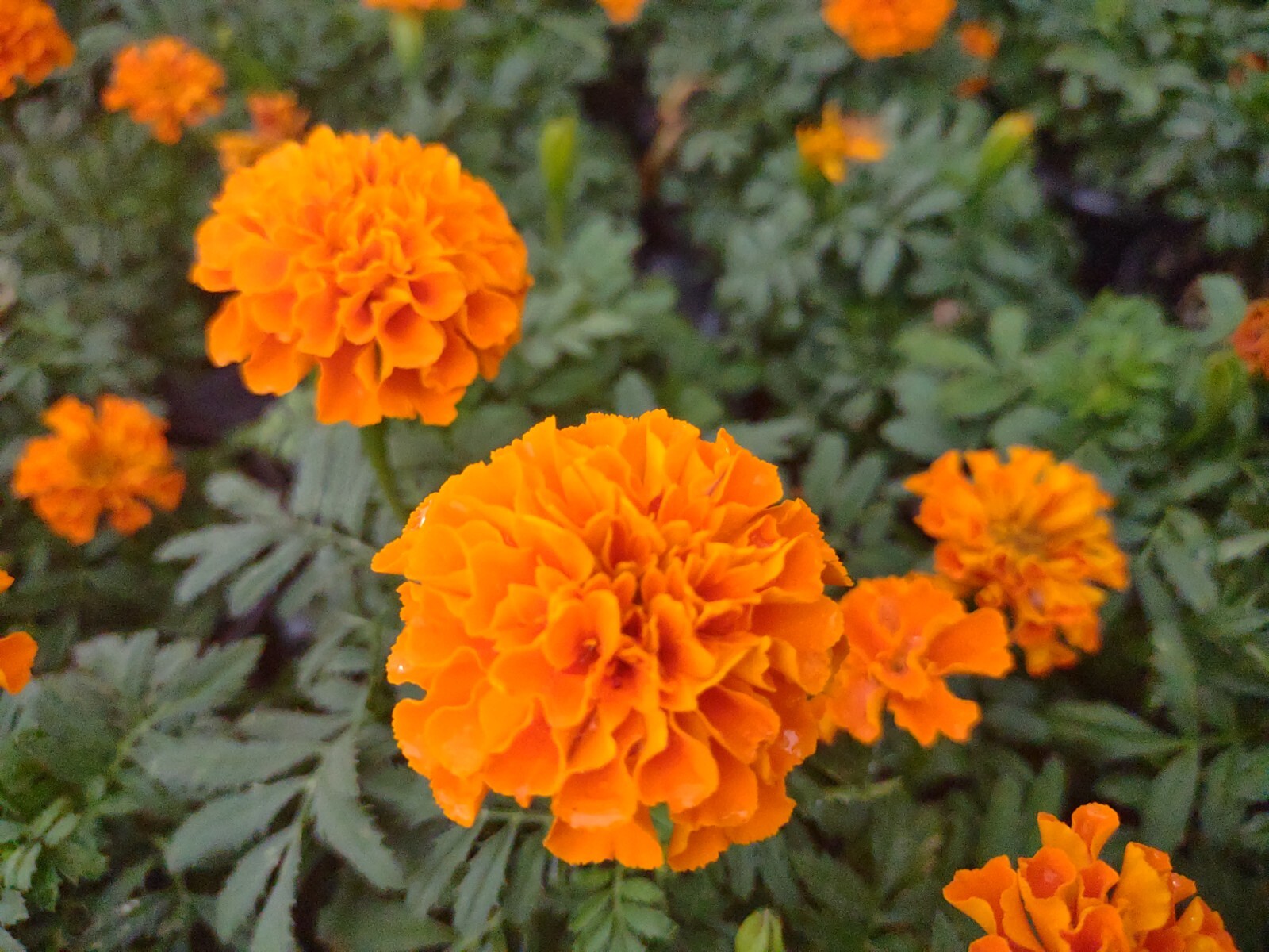 French Marigold Mix Flower Seeds, 100 Seeds, Tagetes Patula, Seed,Free Shipping