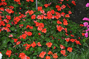 Impatiens Accent Orange Deep Premium 500 seeds