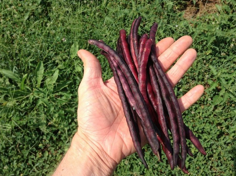 Top Pick Pinkeye Purple Hull Peas Cow Pea Germ:80% 100+seed 1oz