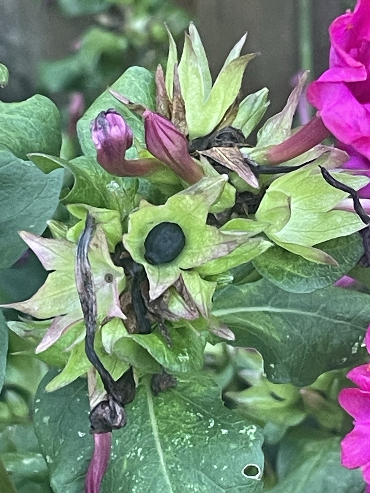Marvel Of Peru Four O’Clock Flower Seeds, Homegrown Texas, 25 Seeds