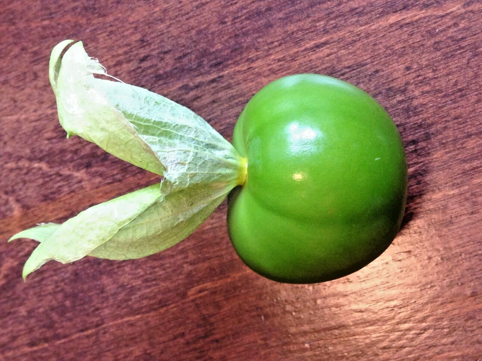 100+TOMATILLO GIGANTE Seeds Organic Summer Vegetable Garden Container Easy Grow