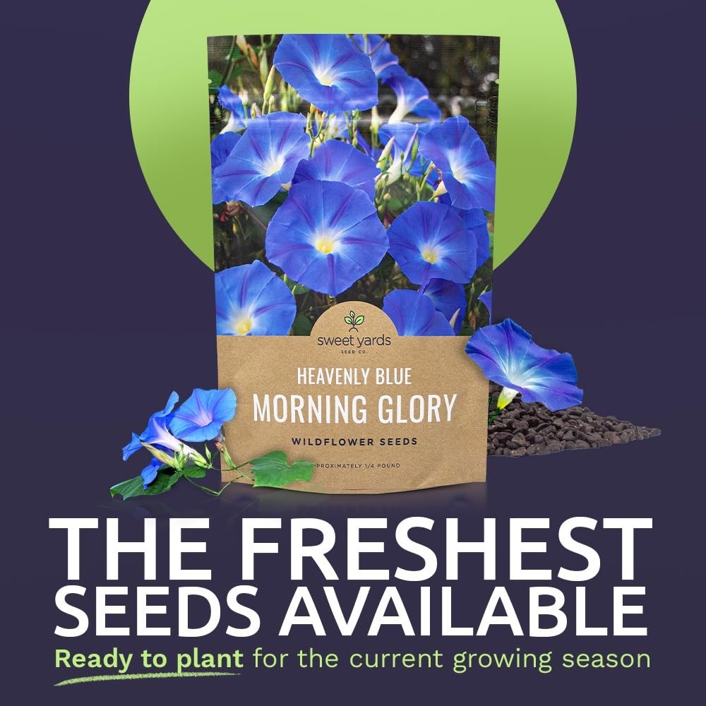 Heavenly Blue Morning Glory Seeds – 1/4 lb Bulk Bag, 4000+ Fresh Flower Seeds
