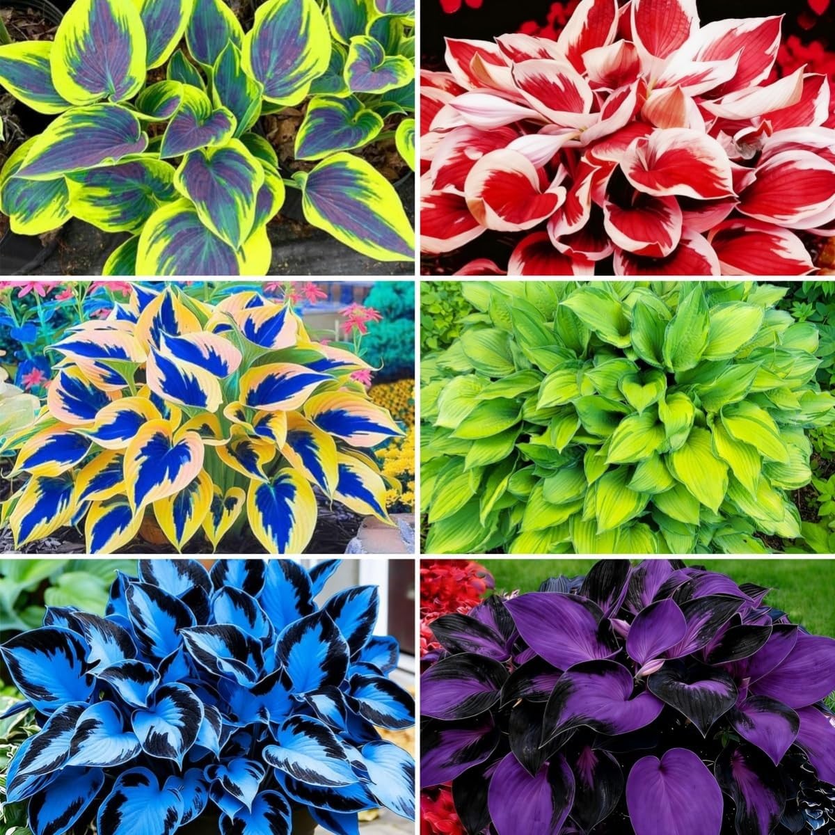 850pcs Premium Perennial Hosta Seeds, High Green, White, Blue, Variegated