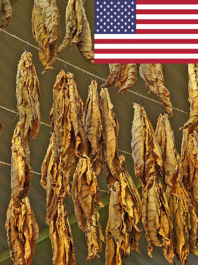 1000 Criollo 98 Tobacco Seeds ~ Nicotiana Tabacum ~ Great for cigars