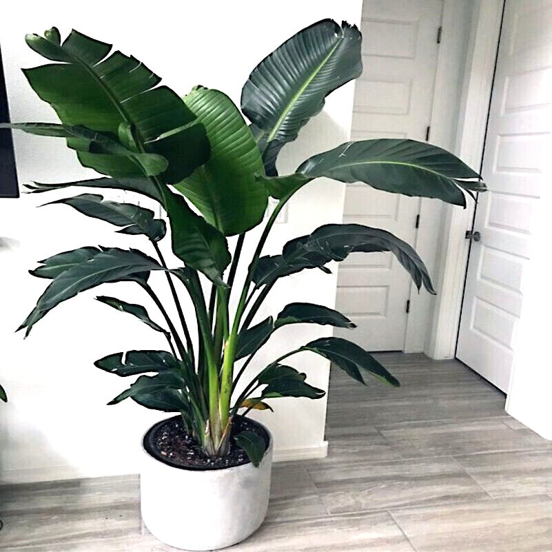 GIANT WHITE BIRD of PARADISE SEEDS (Strelitzia nicolai) Tropical Flower Plant