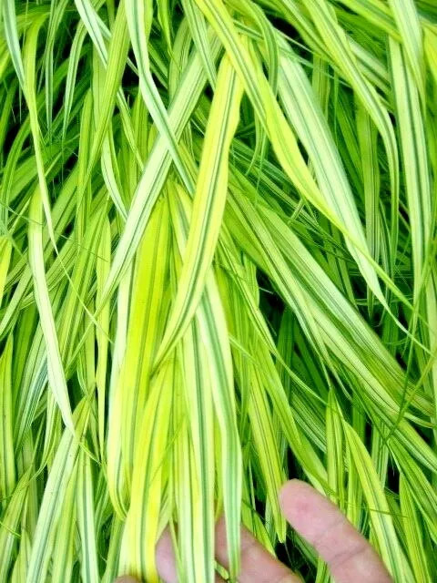 30 AUREOLA JAPANESE FOREST GRASS SEEDS – Hakonechloa macra Aureola