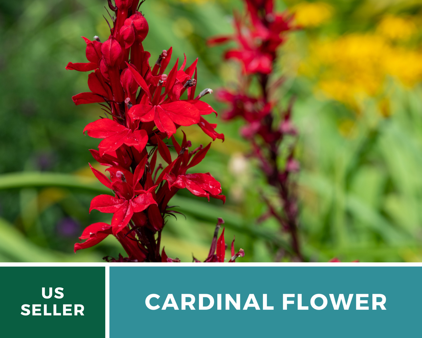 Lobelia, Cardinal Flower – 250 Seeds – Hummingbird Friendly (Lobelia cardinalis)