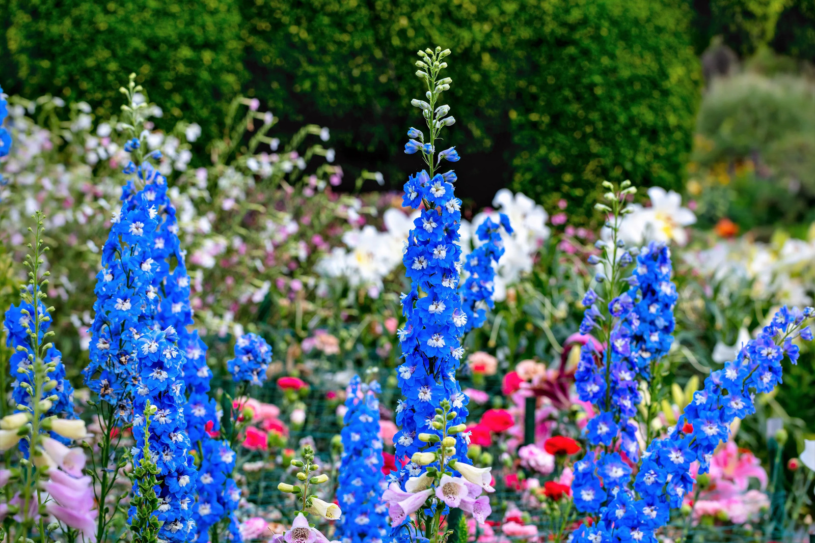 100 ROCKET LARKSPUR DELPHINIUM Consolida Giant Imperial Mixed Color Flower Seeds