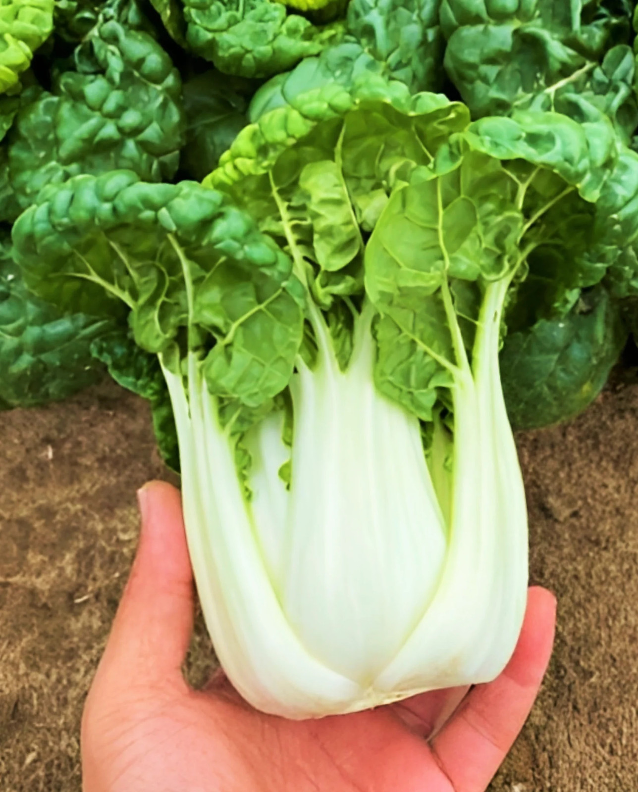 Golden Heart Bok Choy Seeds | Pak Choi White Cabbage Asian Vegetable Seed 2024