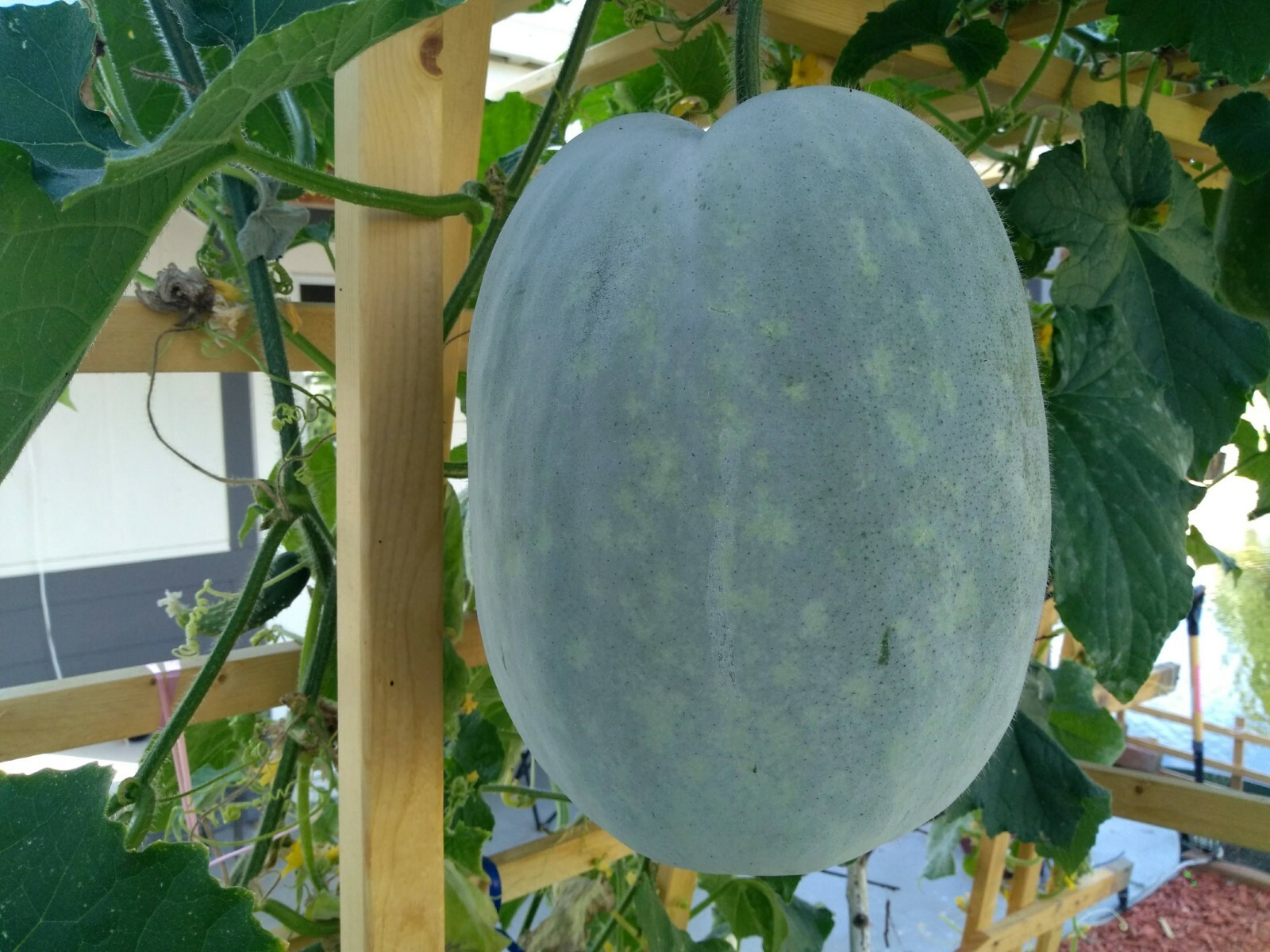 15 Seeds of WAX GOURD Winter Melon Dong gua Seeds ash gourd white gourd
