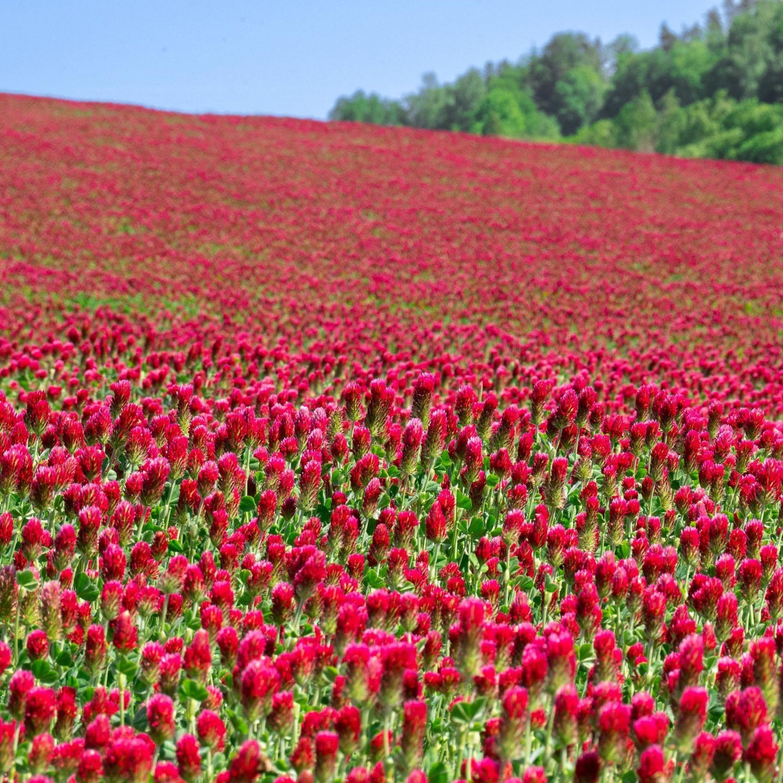 Mountain Valley Seed Co Crimson Clover Seeds – 1 lb ~46,400 Seeds