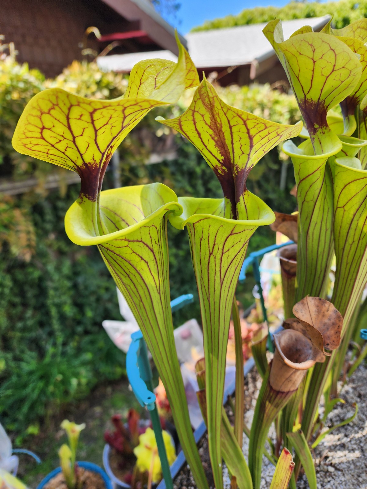 2025 SARRACENIA SEEDS: FLAVA RUGELII CLONE A X FLAVA ORNATA BLACK VEINS