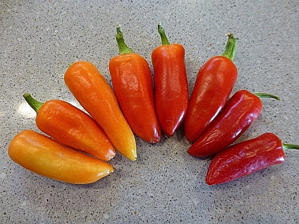 Wenk’s Yellow Hots chili pepper seeds NON GMO heirloom BIG HOT FLAVOR! PICKLER