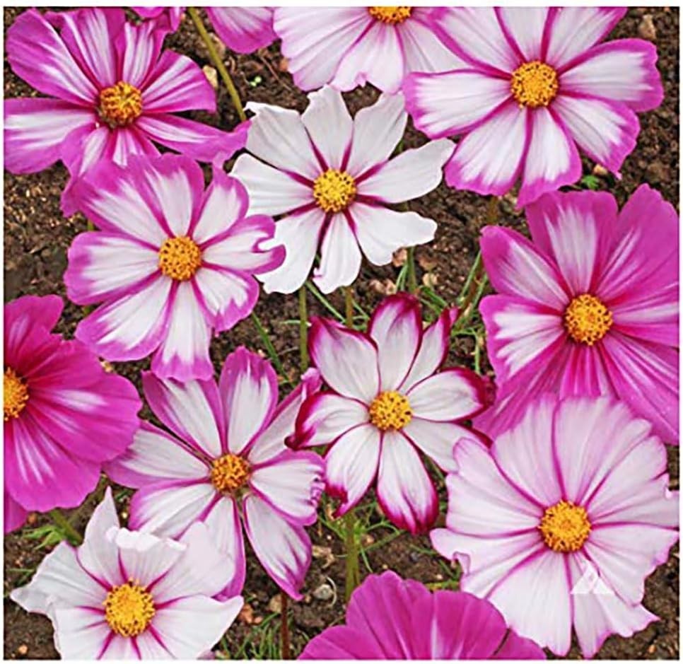 Vibrant Cosmos Seeds – Easy to Grow 11 Varieties for All Zones – Summer Blooms