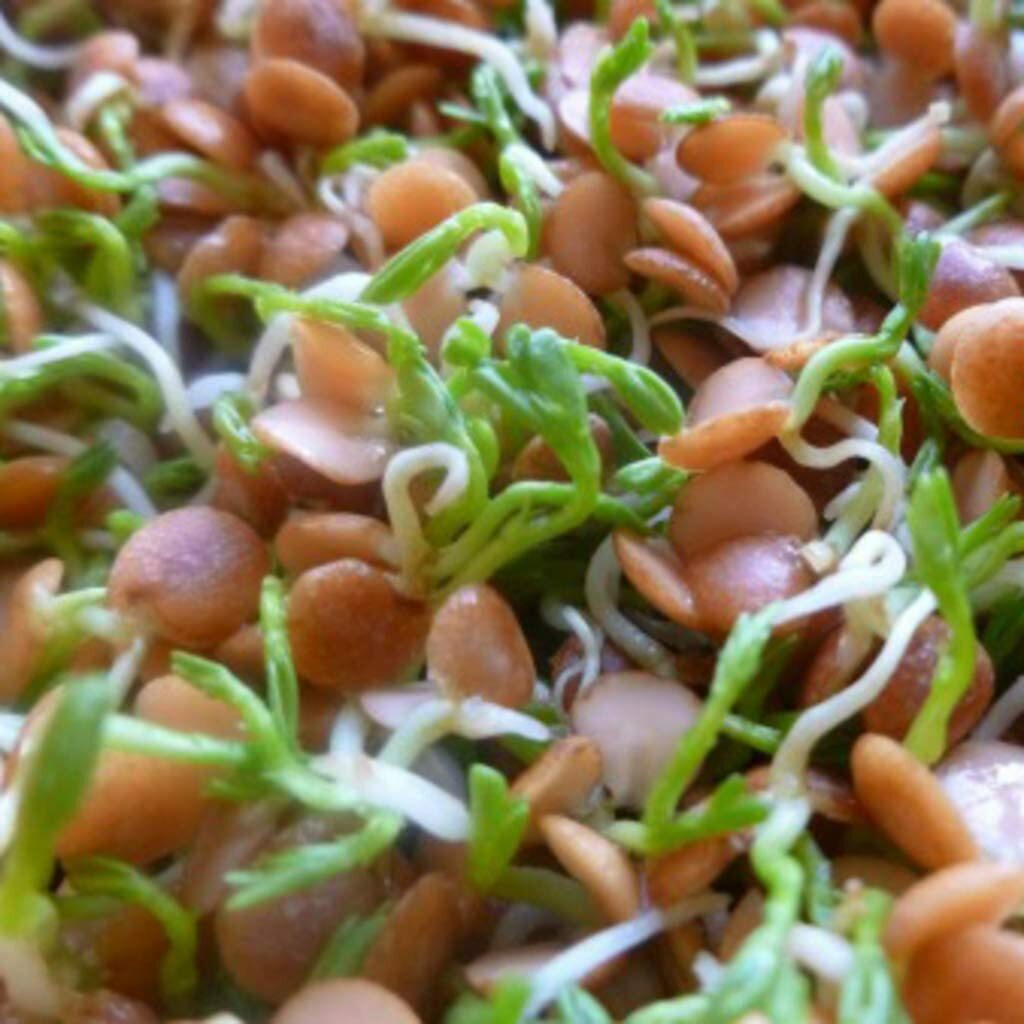4 oz Red Lentils