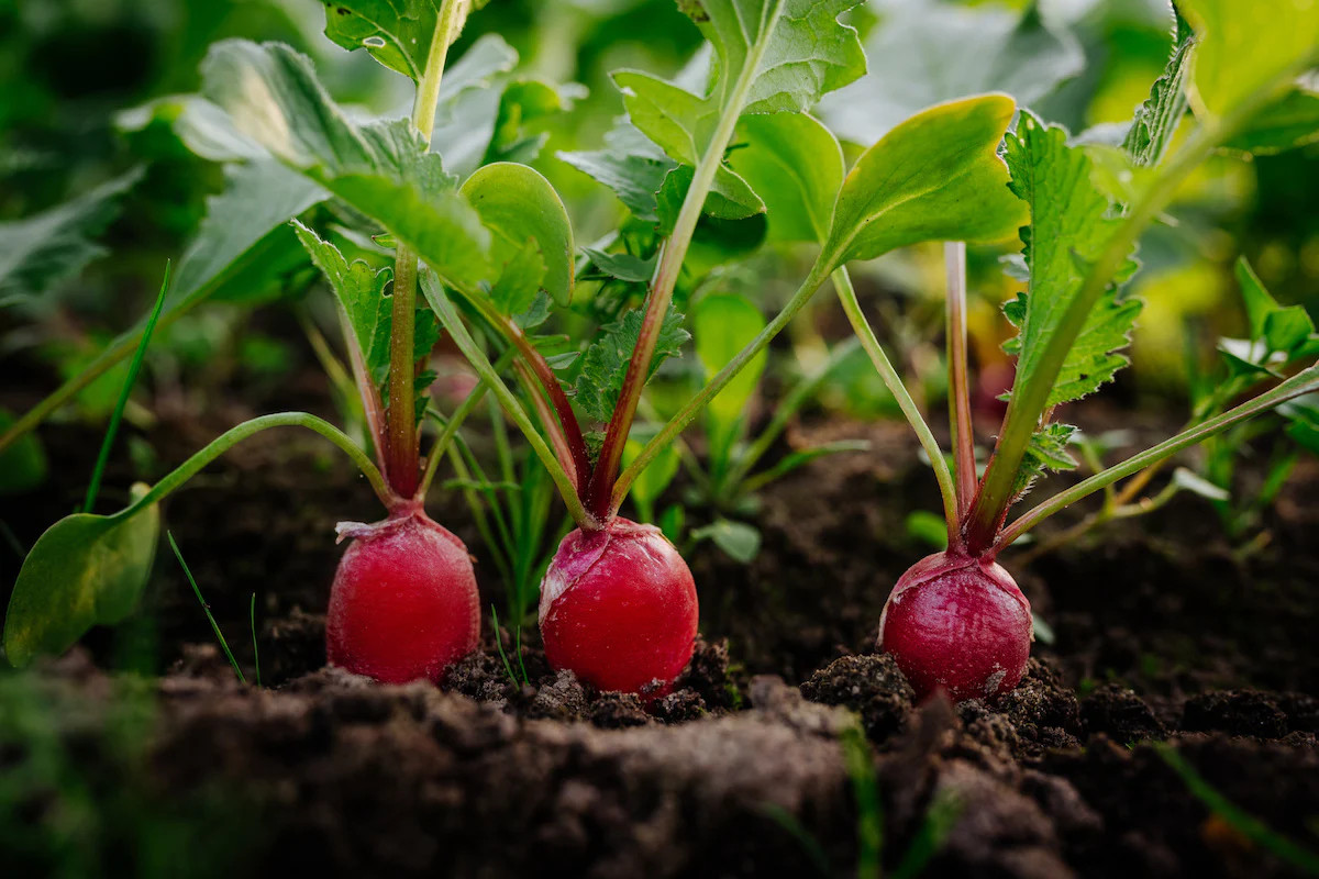 China Rose Radish Seeds | Pink Red White Radishes Garden Vegetable Seed 2024