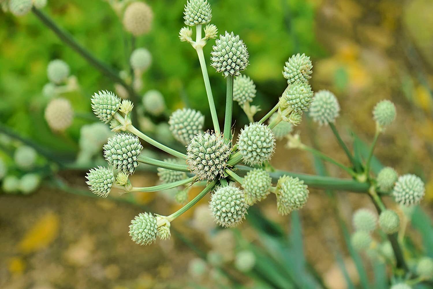 100 Rattlesnake Master Seeds for Planting Hardy Herbaceous Eryngium yuccifolium