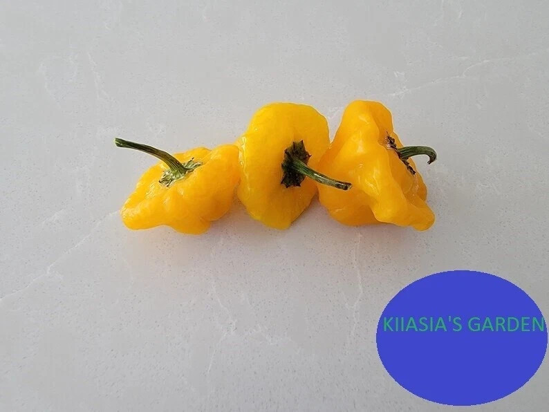 Hot Pepper Seed Mix Garden Collection, Heirloom Seeds, 12+ Top Seeds