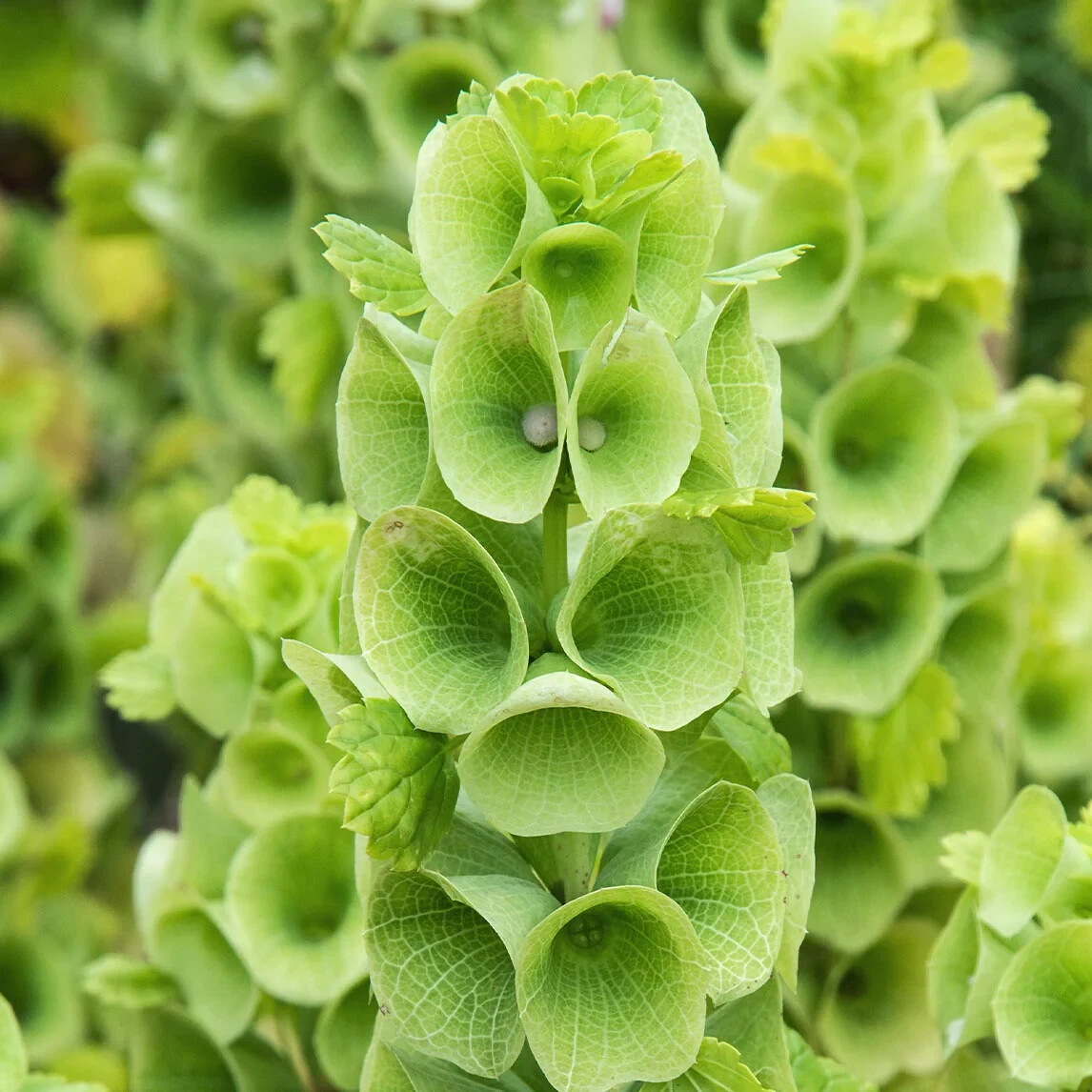 Bells of Ireland Flower Seeds_ 500.mg