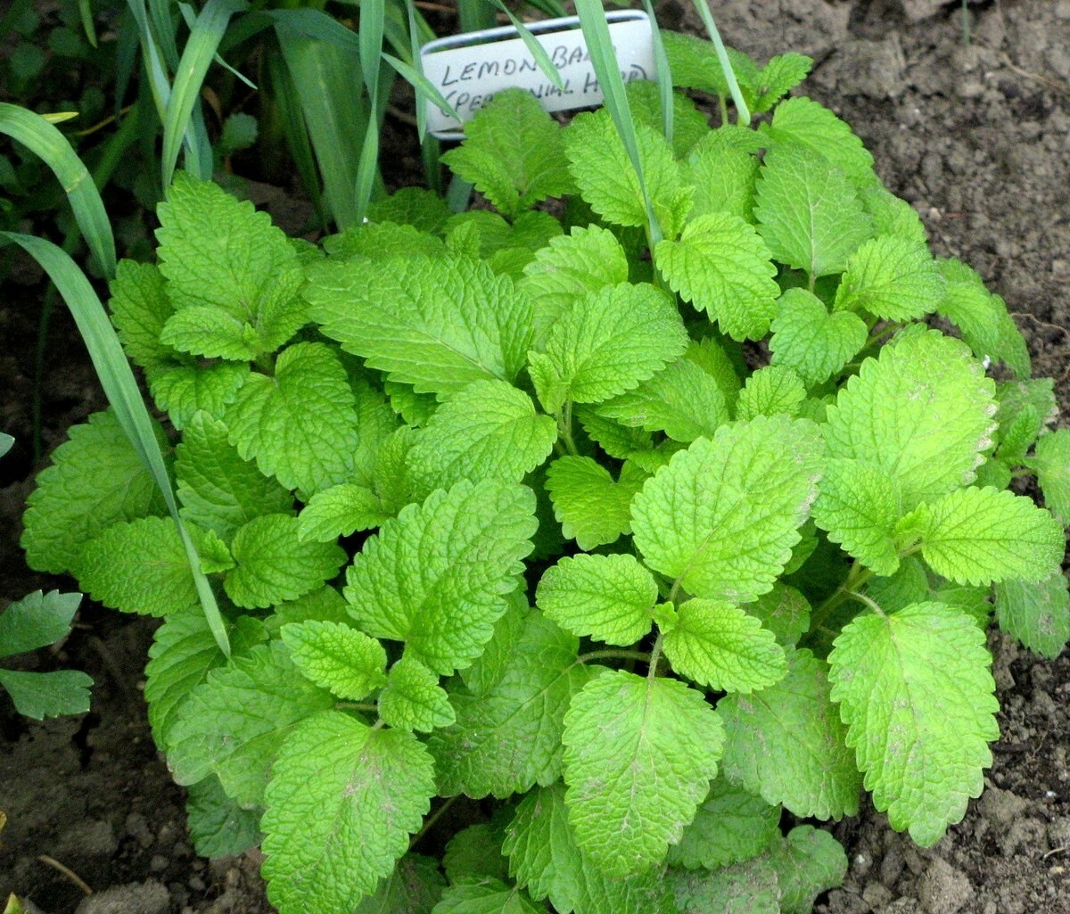 150 LEMON BALM HERB SEEDS ~ 2026 ~ heirloomseedguy ~ USA