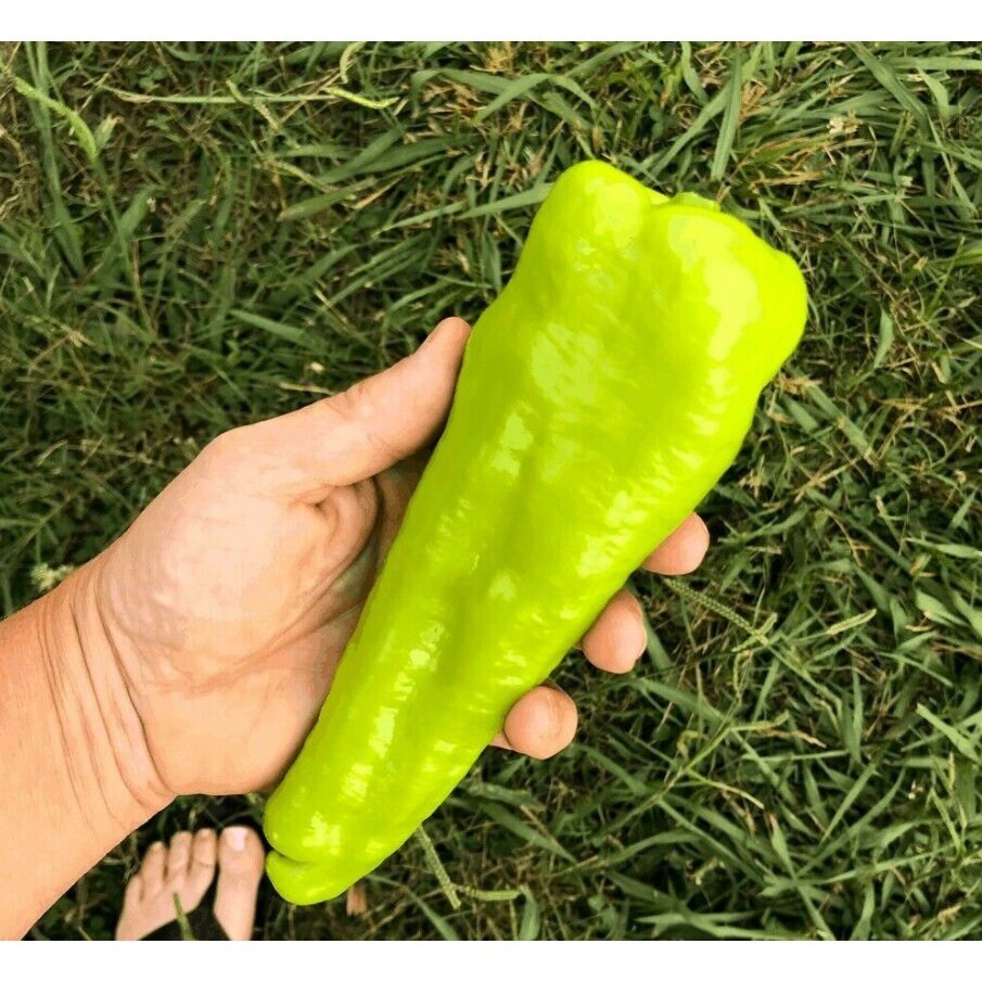 Cubanelle Pepper 25 Seeds Non-GMO Heirloom Beautiful green to yellowish orange t