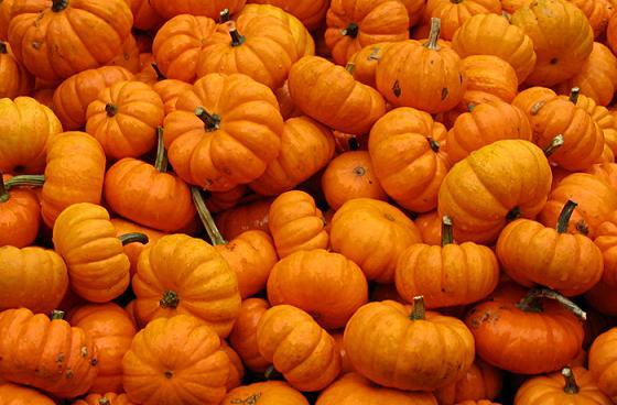 BIN#1R9D2 Pumpkin Seeds 100 Seeds Jack Be Little