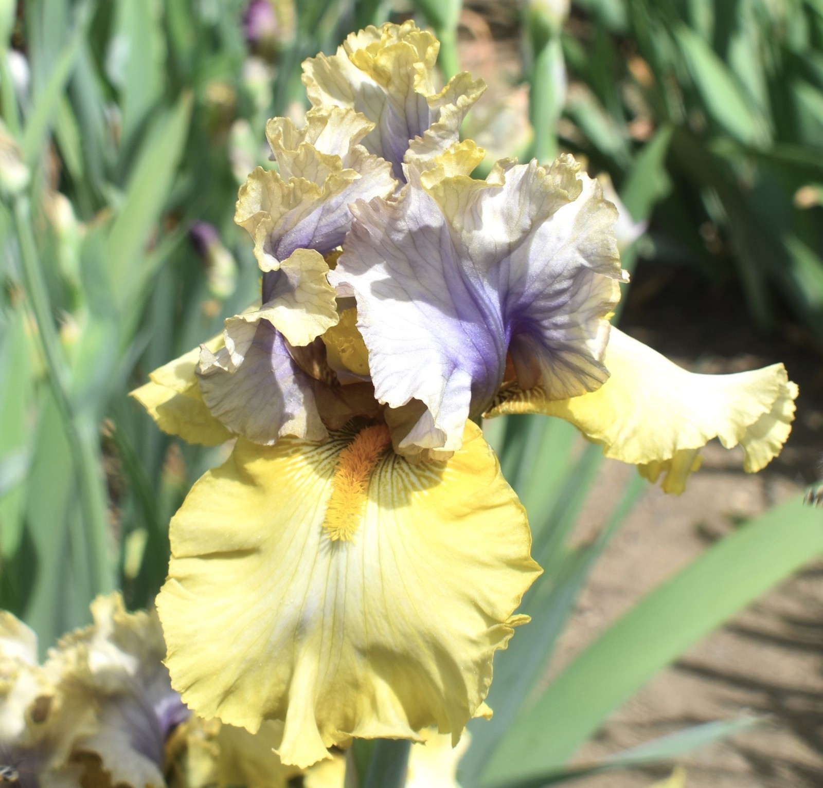 ‘Let Evening Come’ ﻿ TB Bearded Iris Rhizome PRE-SALE to Ship Aug/Sept