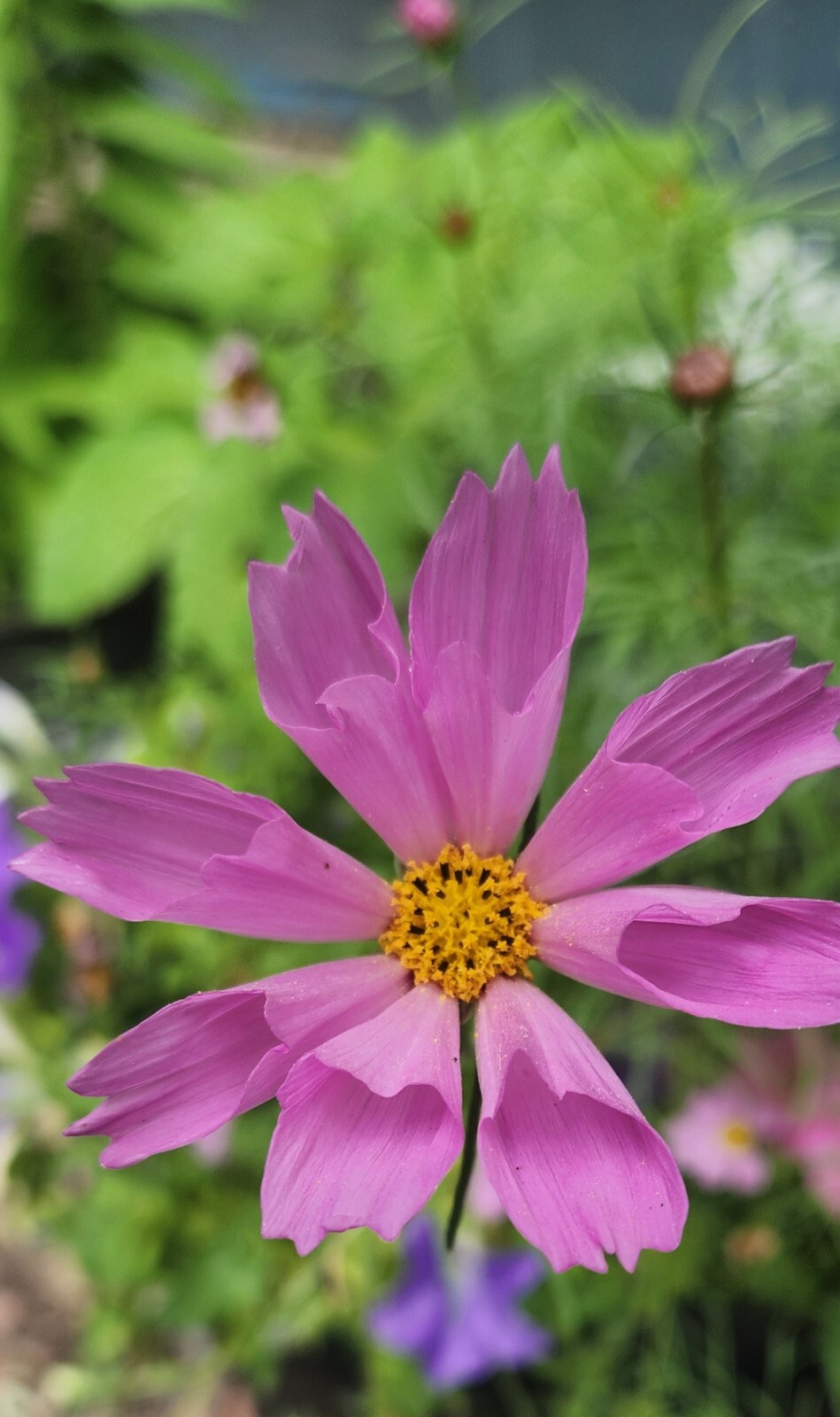 Cosmos flower seed (Seashells)
