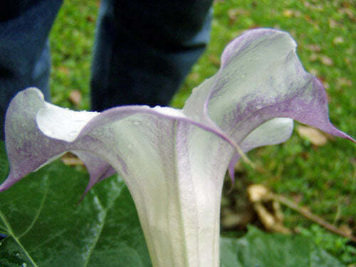 Datura metel ‘Mranaha’ | 10 Seeds