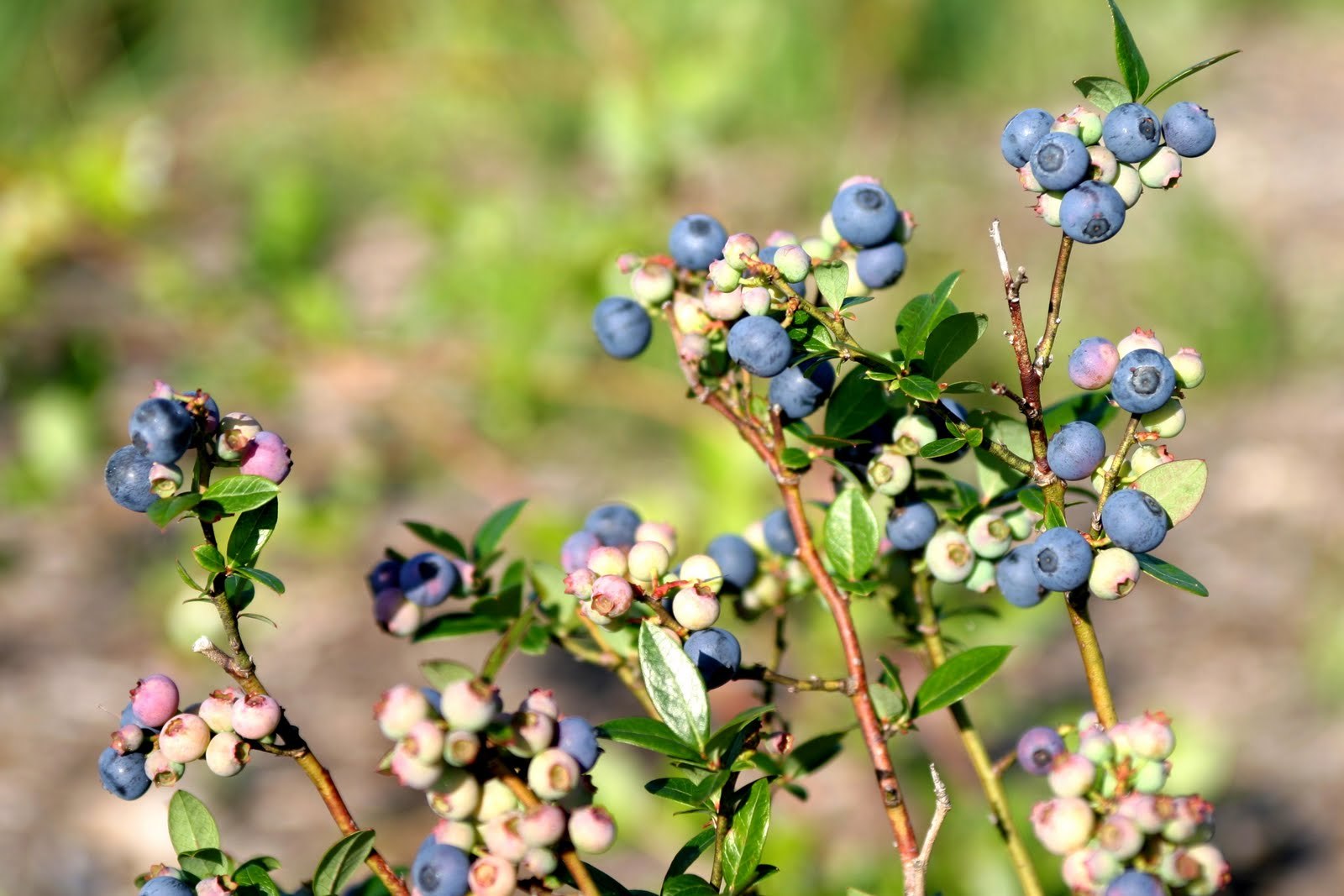 Lowbush Blueberry, Vaccinium angustifolium, Seeds (Edible, Showy, Fall Color)