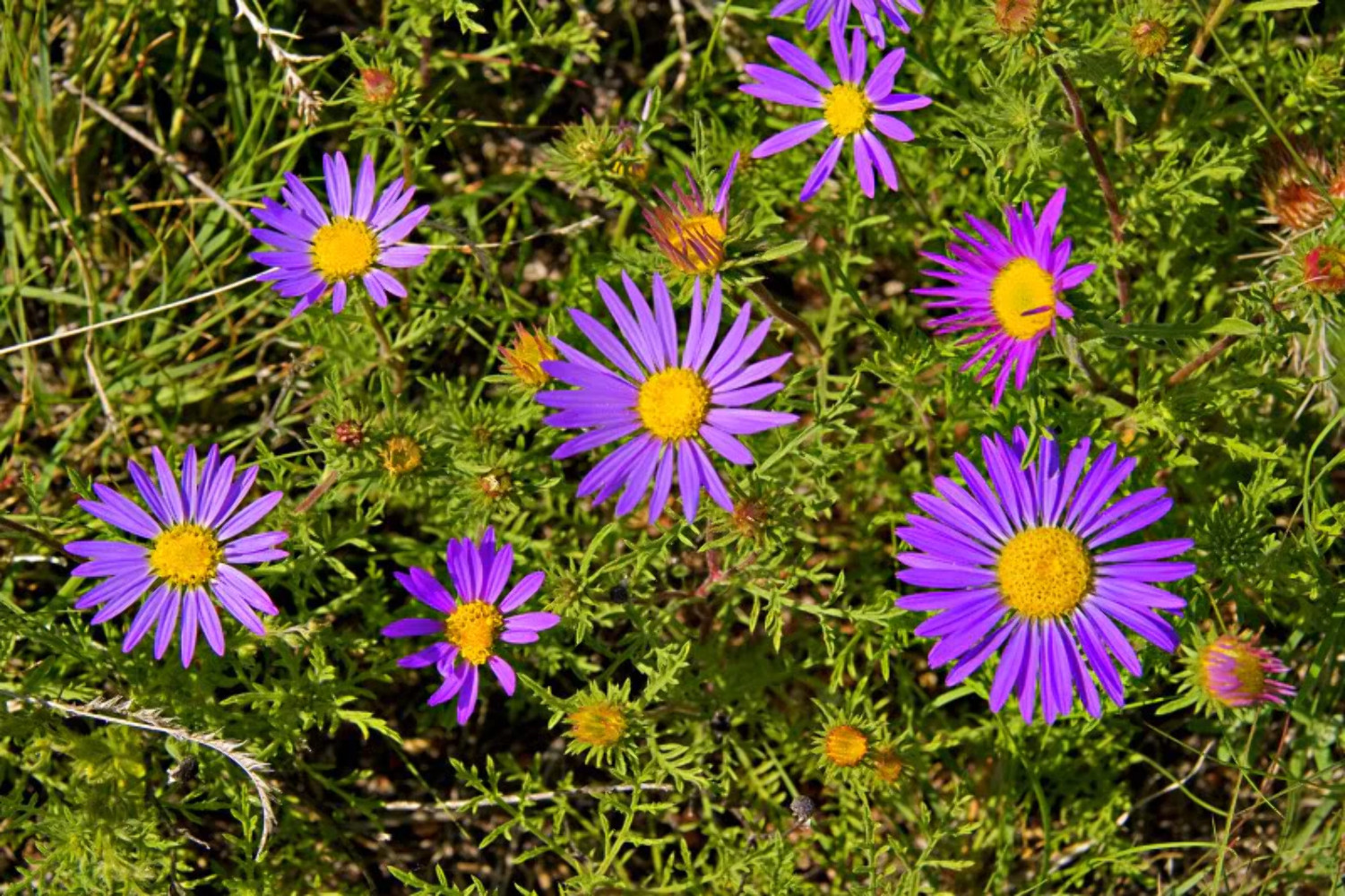 100 PURPLE Smooth Violet PRAIRIE ASTER Aster Tanacetifolia Flower Seeds