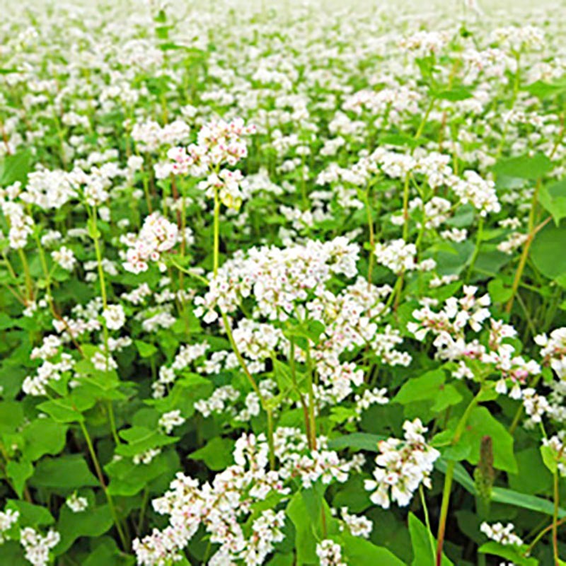 BUCKWHEAT Cover Crop 1/2 lb. Wildlife Forage Fast Growing Seed